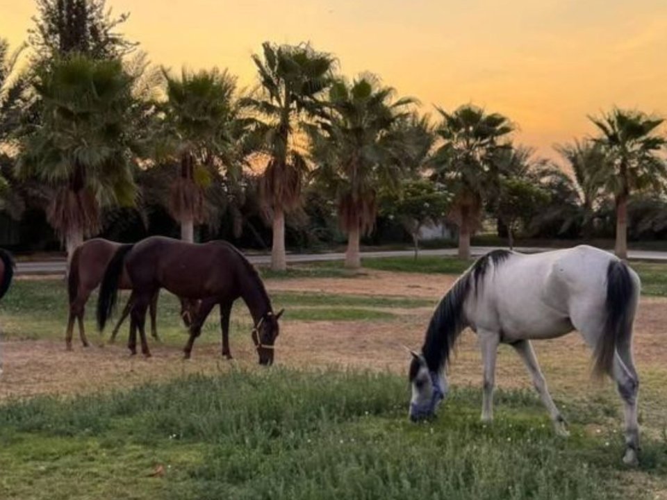 Chevaux au pâturage sous les palmiers au coucher du soleil