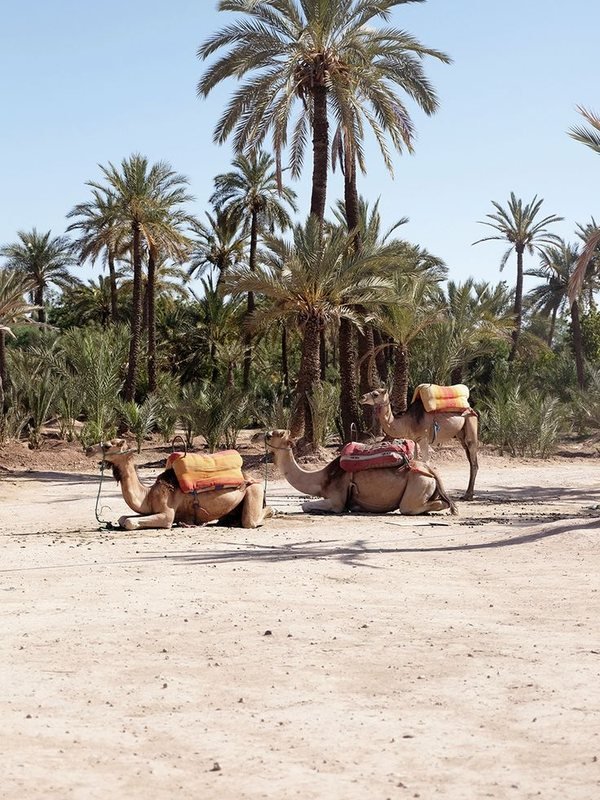 Dromadaires au repos dans la Palmeraie de Marrakech